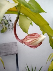 Epiphyllum oxypetalum