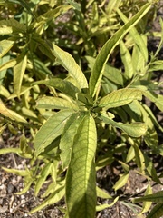 Salvia azurea