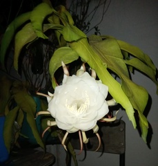 Epiphyllum oxypetalum