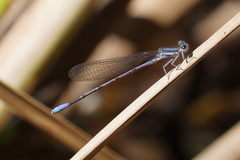 Argia hinei