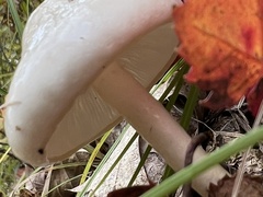 Hygrophorus eburneus