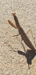 Mantis religiosa