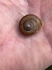 Webbhelix multilineata