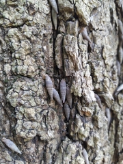 Mentissa gracilicosta