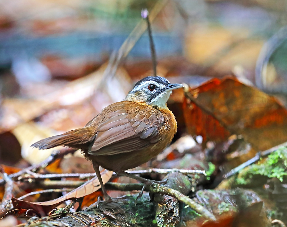 Malayan Black-capped Babbler