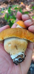 Tylopilus balloui