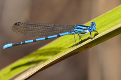 Argia tarascana