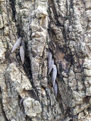 Mentissa gracilicosta