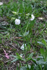 Silene latifolia alba