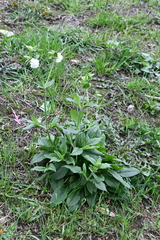 Silene latifolia alba