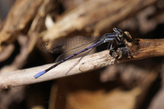 Argia hinei