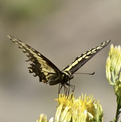 Papilio polyxenes rudkini