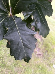 Quercus bicolor