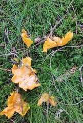 Cantharellus cibarius