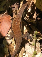 Eutropis rudis