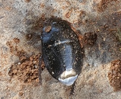 Macroscytus brunneus