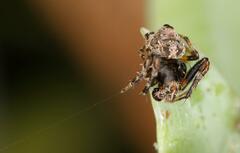 Eriovixia