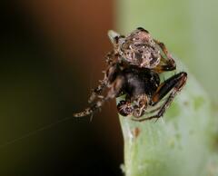 Eriovixia