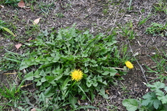 Taraxacum officinale