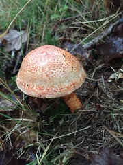 Cortinarius bolaris