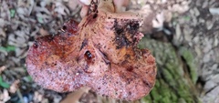 Fistulina hepatica
