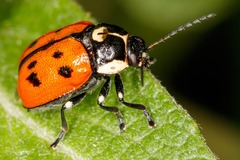 Cryptocephalus octopunctatus