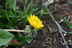 Taraxacum officinale