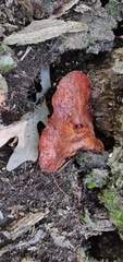 Fistulina hepatica