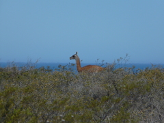 Lama guanicoe
