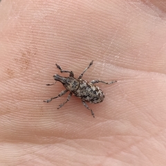 Cyphocleonus dealbatus