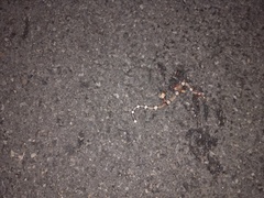 Phyllorhynchus browni