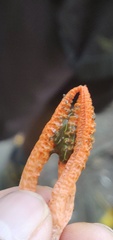 Pseudocolus fusiformis