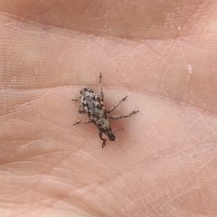 Cyphocleonus dealbatus