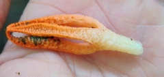 Pseudocolus fusiformis