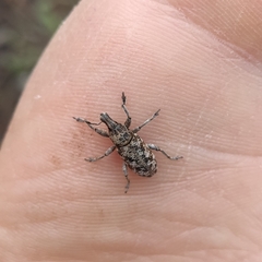 Cyphocleonus dealbatus