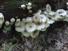 Clitocybula abundans