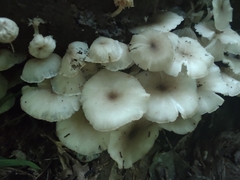 Clitocybula abundans