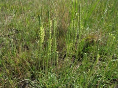 Plantago salsa