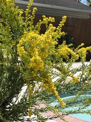Solidago mexicana
