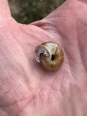 Webbhelix multilineata