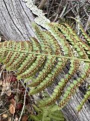 Dryopteris arguta
