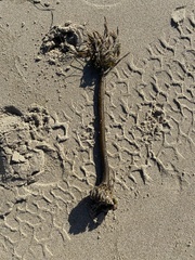 Postelsia