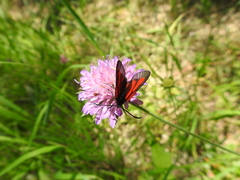Zygaena osterodensis