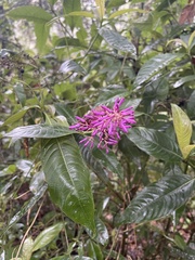 Palicourea angustifolia