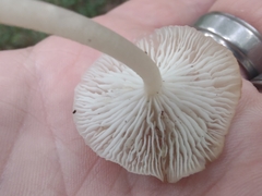 Clitocybula abundans