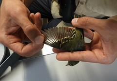 Empidonax flaviventris