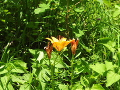 Lilium bulbiferum