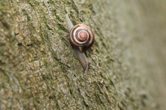 Cepaea hortensis