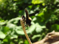 Laphria flava