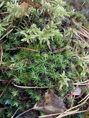 Polytrichum formosum